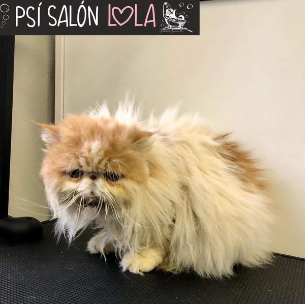 Úprava mazlíčka — Psí salon Lola Jičín