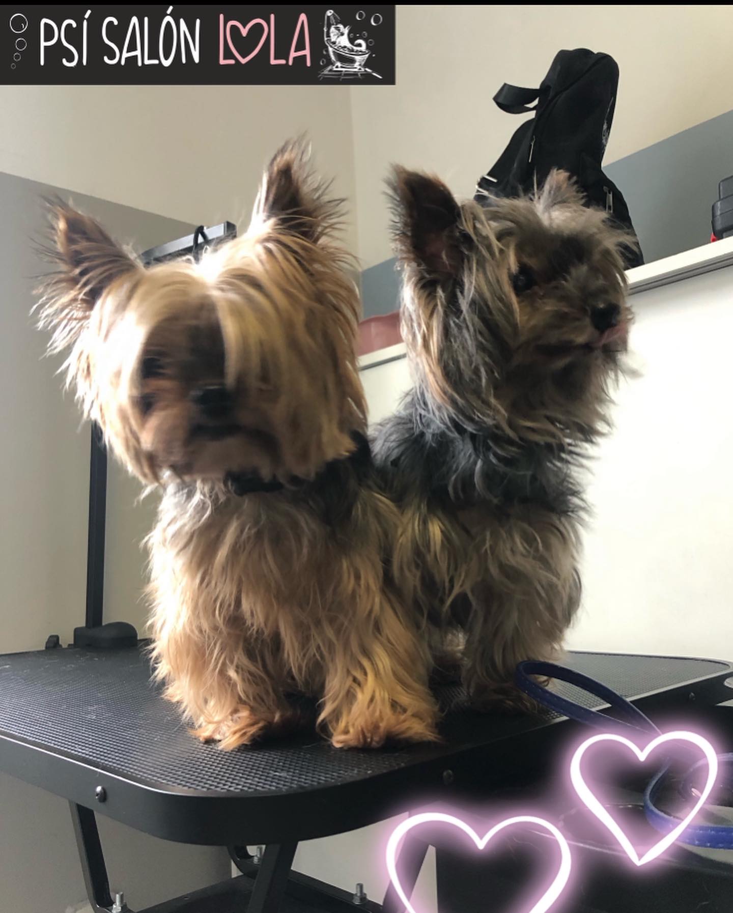 Úprava mazlíčka — Psí salon Lola Jičín