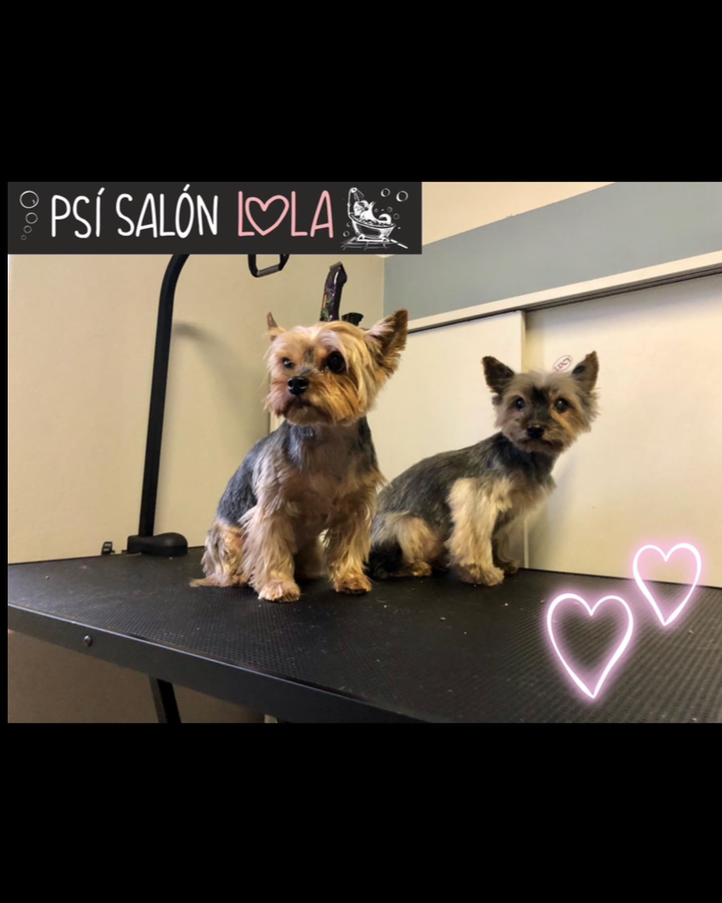 Úprava mazlíčka — Psí salon Lola Jičín