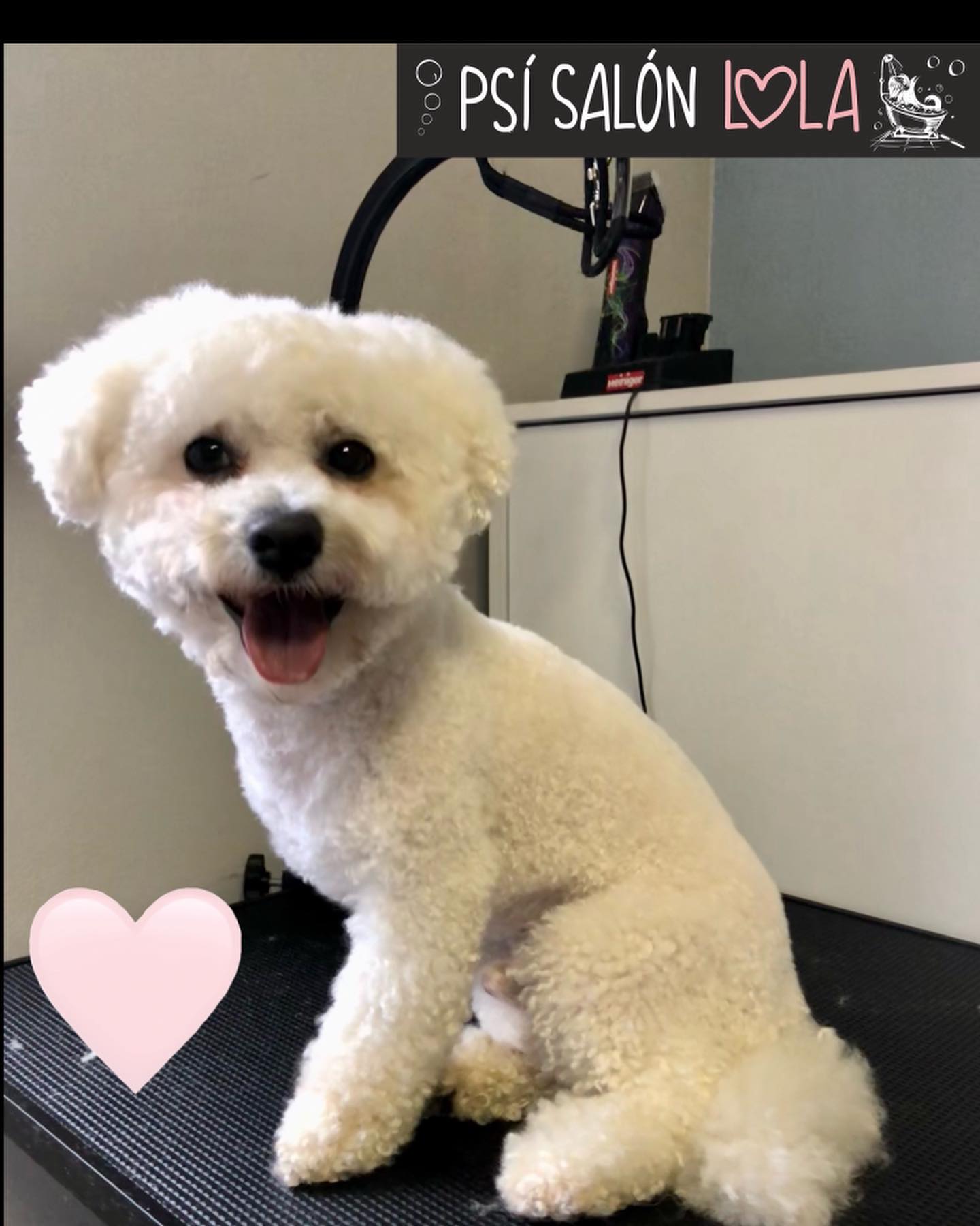 Úprava mazlíčka — Psí salon Lola Jičín