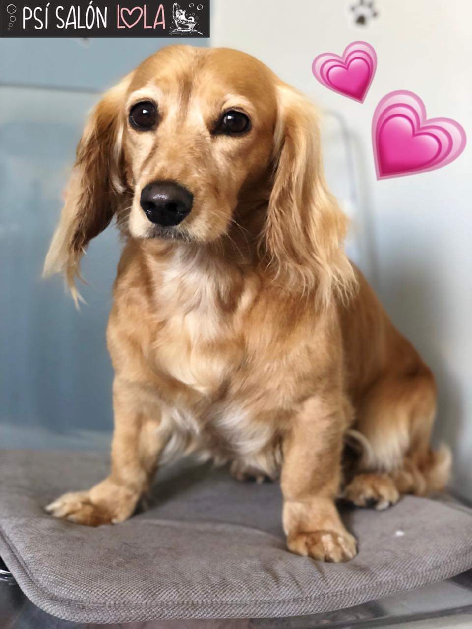 Úprava mazlíčka — Psí salon Lola Jičín