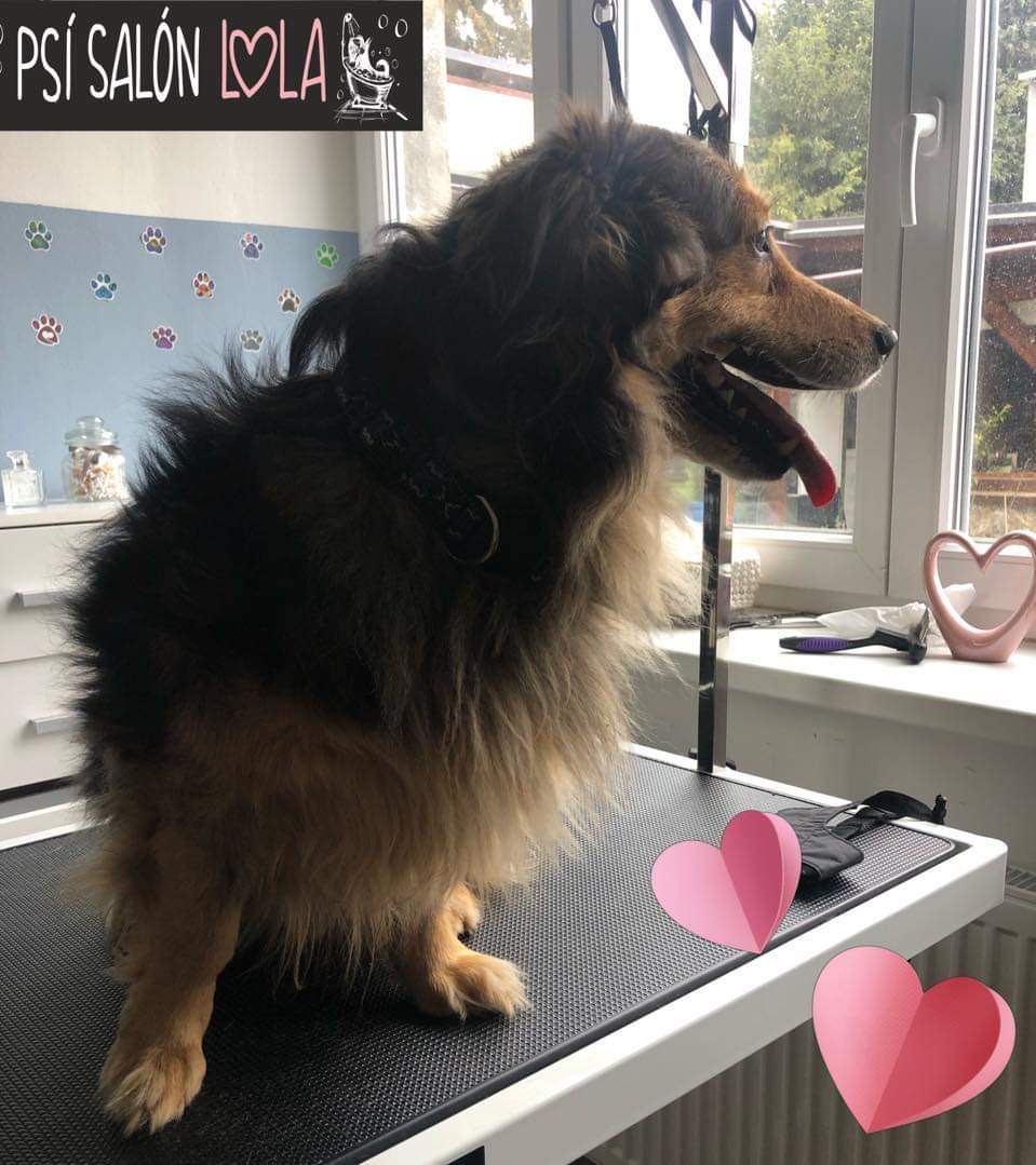 Úprava mazlíčka — Psí salon Lola Jičín