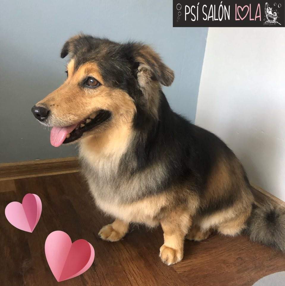 Úprava mazlíčka — Psí salon Lola Jičín