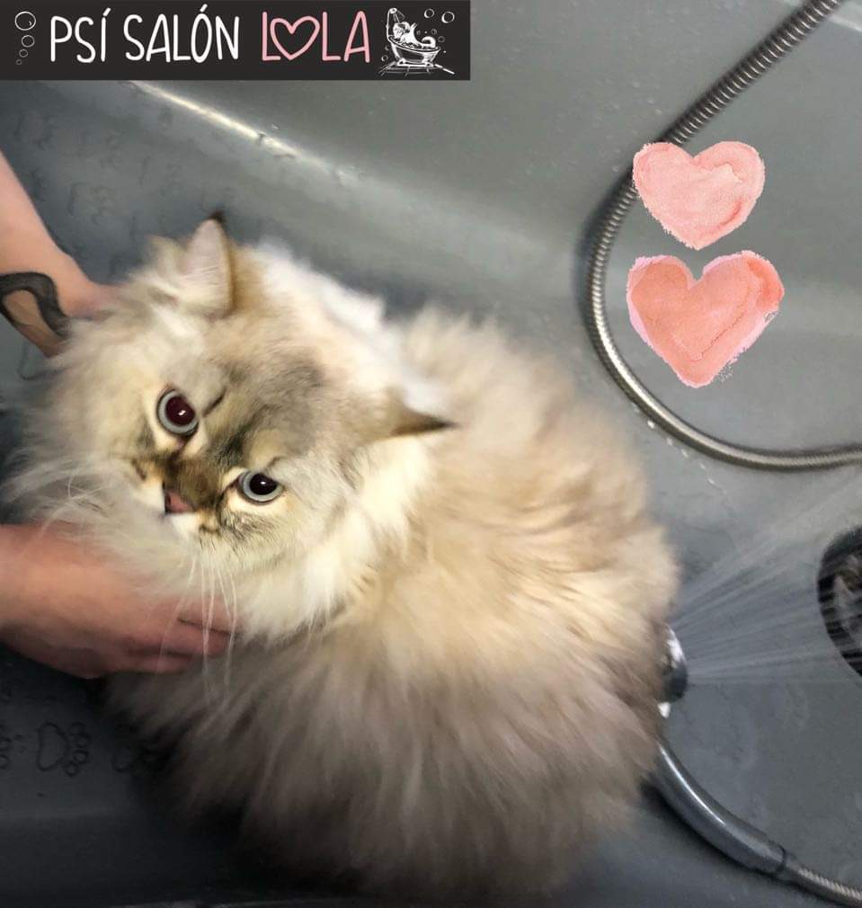 Úprava mazlíčka — Psí salon Lola Jičín