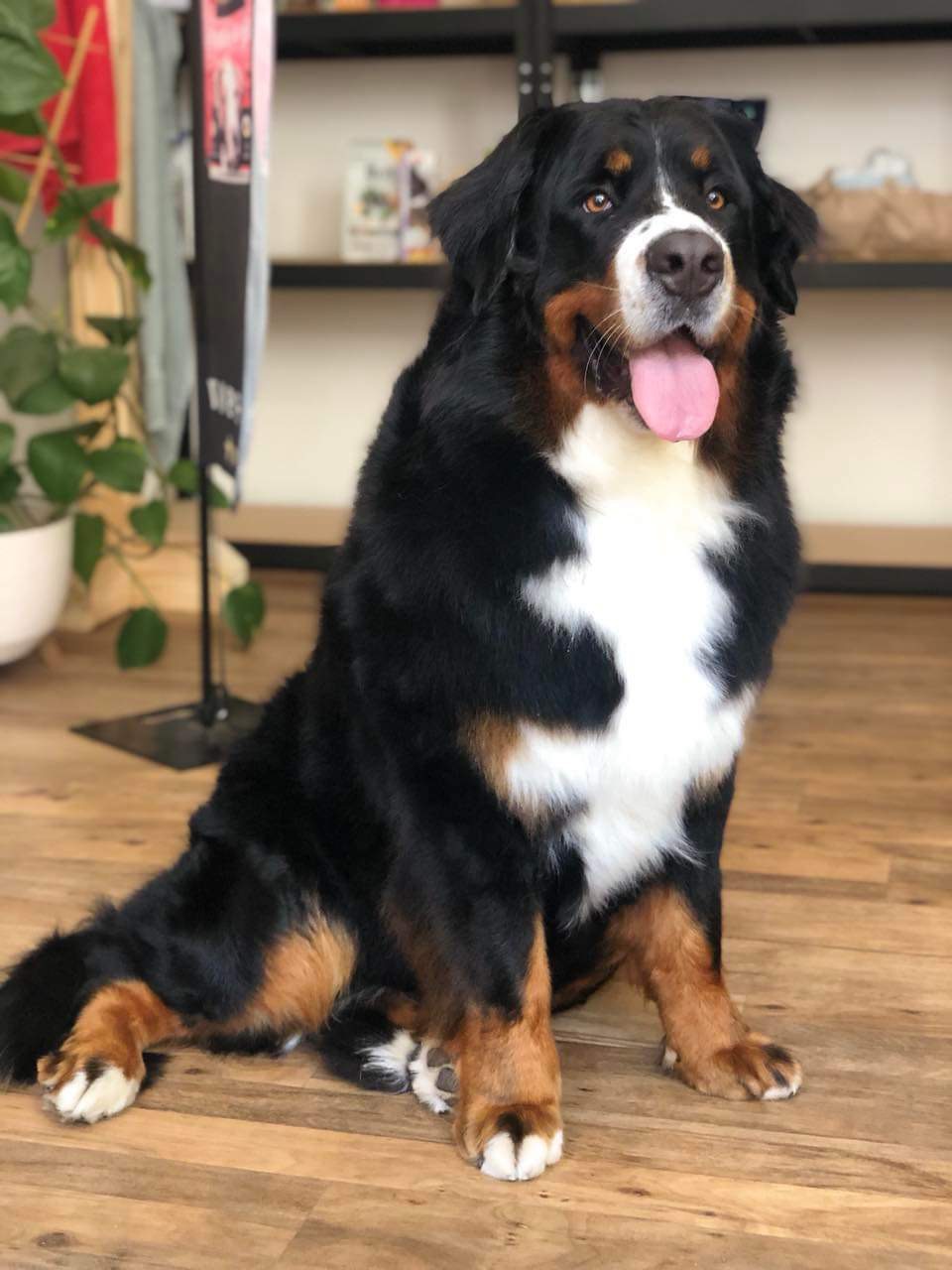 Úprava mazlíčka — Psí salon Lola Jičín